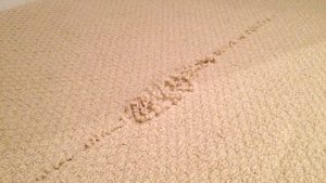 Torn Carpet